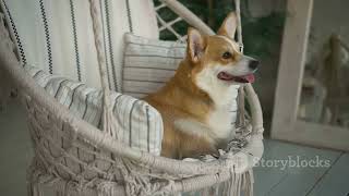 Bailey Chairs: A Lifesaver for Dogs