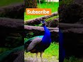 Peacock sound video #peacock #birdsounds #shorts #viral #bjr2007