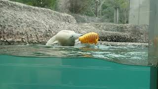 ポロロ（とくしま動物園）１５５３　ラッコ泳ぎ