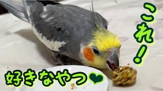 【16歳オカメインコの大好物】見た目は粟おこし?! 大好きおやつ