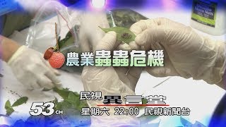 【民視異言堂 預告】通緝害蟲 全民抓捕 2019.05.25