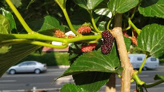 Very sweet Mulberry - Morus alba var Macrophylla = var Platanifolia