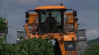 Vendanges précoces grâce aux températures estivales