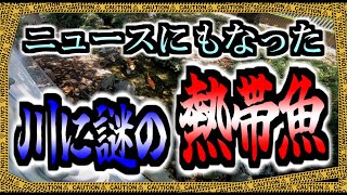 【GOPRO水中撮影】佐江戸せせらぎ水辺～ニュースにもなった水路の熱帯魚～【神奈川県】