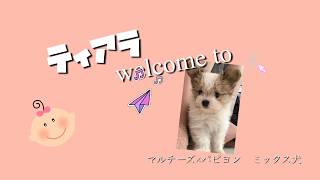 【生後2ヶ月マルパピ】　愛犬ティアラ🐶🍼