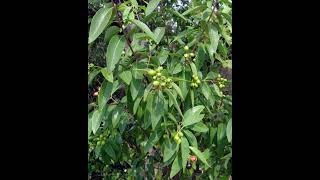 Indian Sandalwood (Santalum album): uses, facts, conservation status and cultivation in India