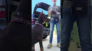 Muzzle acclimation #kk9 #dog #dogtrainer ##dogtraining #doberman #Malinois #kompletek9md
