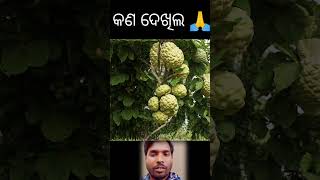 କେମିତି ଦେଖିଲେ।। ହଁ ସାଙ୍ଗ ମାନେ।।#odia #song #odisha #jay #sadsong #jay #new