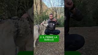 3 SIGNES QUE TON CHIEN VA ATTAQUER ! ⚠🐕