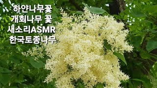 한국 토종 하얀나무꽃 라일락과 개회나무꽃 새소리ASMR 나무꽃영상