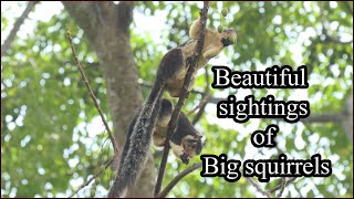 Beautiful Sightings of Big Squirrels | The grizzled giant squirrel | The Giant Squirrel