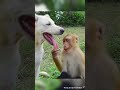 funiest monkey try not to laugh shortsvideo shortsyoutube ➡️🤣😂