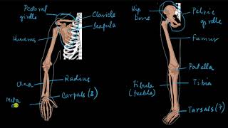 Appendicular skeleton | Locomotion and movement | Biology | Khan Academy