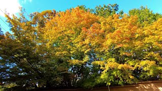 【4K】Kyoto Japan walk 〡 Tofukuji Temple, a famous spot for autumn leaves in Kyoto〡ASMR October 2021