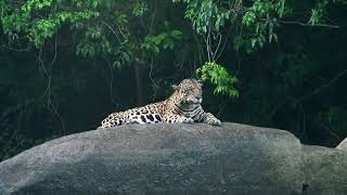 Jaguar in Kayser area | Panthera Onca |