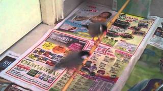 Java Sparrow bird bird sing & dance