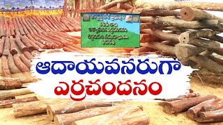 ఆదాయ వనరుగా ఎర్రచందనం | Govt to Convert Red Sandalwood as a Source of Income