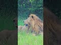 this lion is very alert wildlife shortsafrica