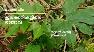 മായൻ ചീര അറിയാം ഇലക്കറികളിലെ രാജാവിനെ /king of leafy vegetables  #ചായമൻസ #മായൻചീര #ചീരകൃഷി #ഇലക്കറി