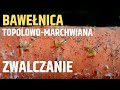 Bawełnica topolowo-marchwiana i jej zwalczanie w marchwi