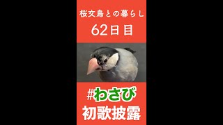 【文鳥の雛が大人になるまで】生まれて初めて踊りと歌を両立させたッ…!!!しかしッ…!!!【62日目】