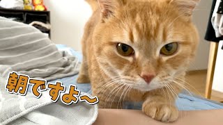 手強いパパよりちょろいママを起こしてくる賢い猫