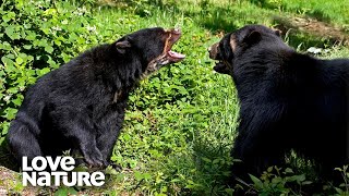 Spectacled Bears Battle for Control of Tree House | Love Nature