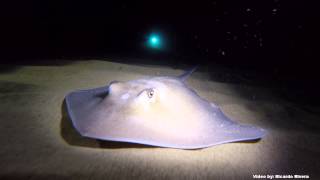 Night Dive at Los Tubos, Manati Puerto Rico