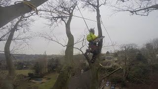 Large Beech Dismantle Speedlining Day 1