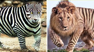 10 Most Awesome Hybrid Animals That Actually Exist !