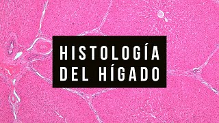 13 - 🍟💊🍺 HÍGADO histología