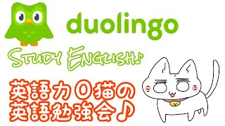 【旅猫＠こまり】duolingo🐤で学ぶ英語力0猫の英語勉強会♪【Vtuber】