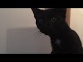 Thunder Cat