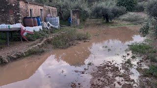 ASÍ ESTÁ EL HUERTO. ADIÓS A LA CON LA COSECHA DE LA OLIVA.