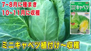 ミニキャベツ みさき 植付け〜収穫　防虫対策の話も