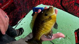 FINICKY BLUEGILLS | EARLY ICE WISCONSIN