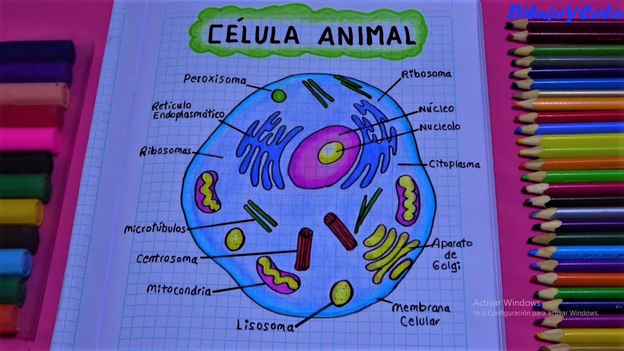 Como Dibujar Una Célula Animal/ How To Draw Animal Cell/ DibujoYColor ...