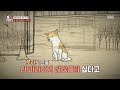 차량들이 쉼 없지 지나치는 회전 교차로에 사는 의문의 견공 tv동물농장 animalfarm sbsstory