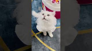 你这只小猫咪怎么哇哇叫呢 #这么可爱的小猫咪 #萌宠出道计划 #猫咪的迷惑行为