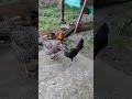 mi gallo pisando