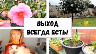 497. 🛩 Летим ли мы в Россию? Как выехать из Англии и вернуться обратно. Или английский сад.