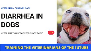 Veterinary Gastroenterology: The Causes, Diagnosis, And Treatment Of Diarrhea In Dogs