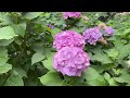 hakusan shrine bunkyo hydrangea festival 2024 bunkyo ajisai matsuri