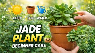 Jade Plant Care Guide 🌿 | The Easiest Indoor Plant You Can’t Kill!