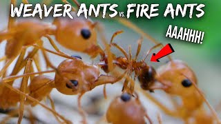 Ant War: Weaver Ants vs. Fire Ants