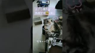 下から撮るとだいたいブスでも上から撮れば角度詐欺😂#shorts #スコティッシュフォールド #cat