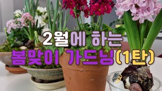 2월에 하는 봄맞이 가드닝 1탄/봄꽃 다양하게 심기/씨앗파종/나무 전지하기