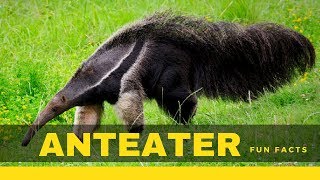 Anteater facts for kids – True information you don’t know