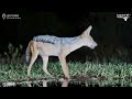 beautiful black backed jackal