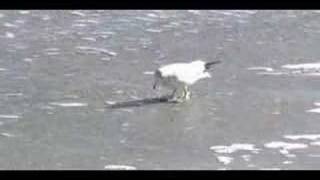 Dancing Seagull